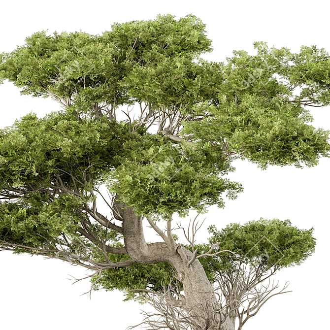 Zen Bonsai Plant 460 3D model image 2