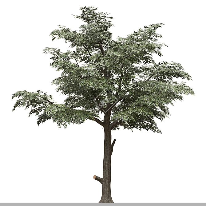 European Common Ash Tree Pair 3D model image 2