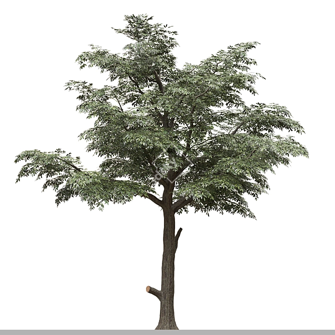 European Common Ash Tree Pair 3D model image 3