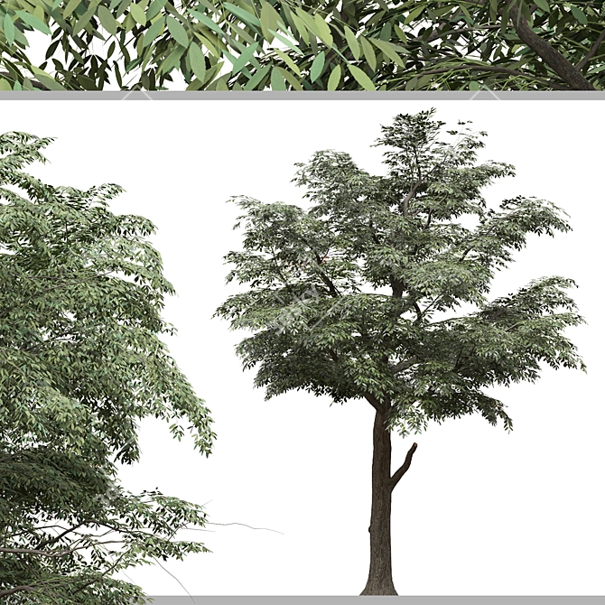 European Common Ash Tree Pair 3D model image 5