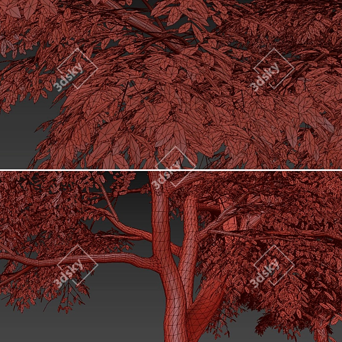 European Common Ash Tree Pair 3D model image 7