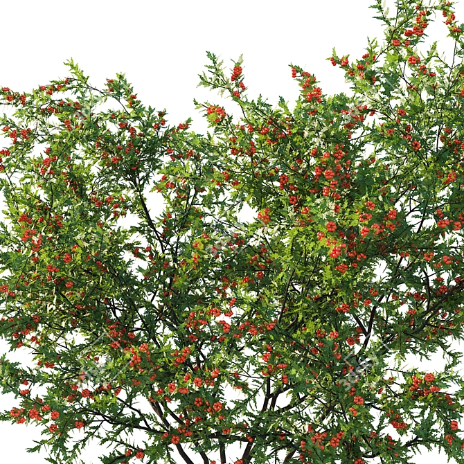 Tiny Sumac 3D Model 2016 3D model image 2