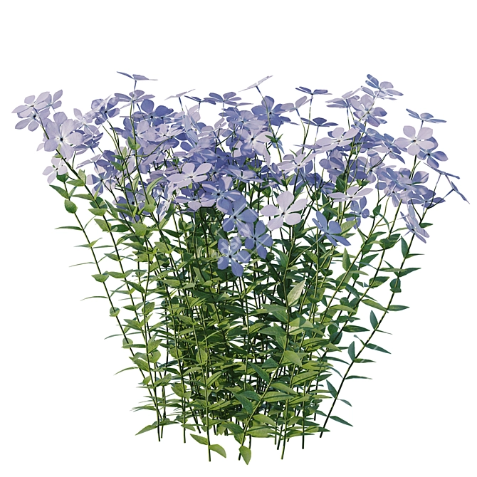 Wild Blue Phlox Flower 3D 3D model image 2