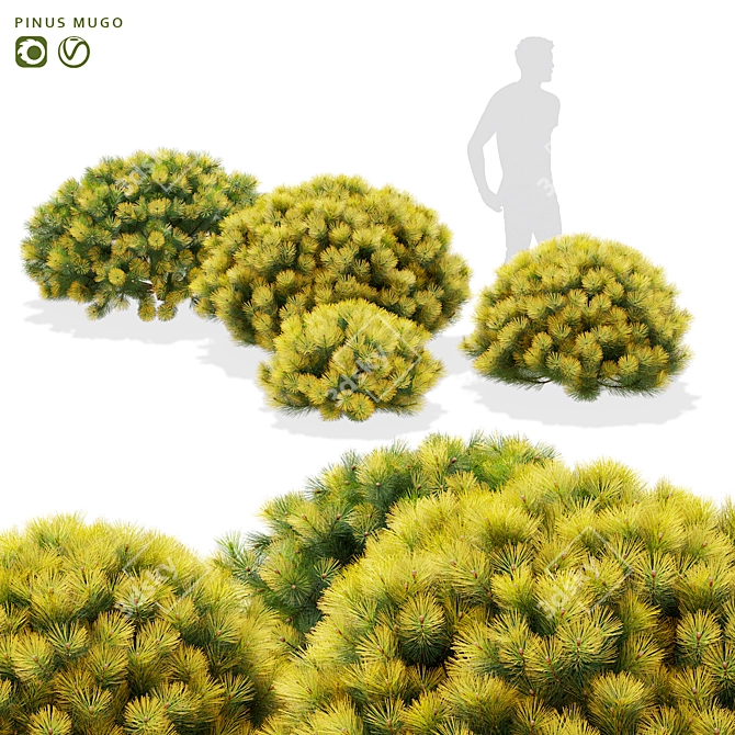 Mountain Pine Bushes 3D Models 3D model image 1