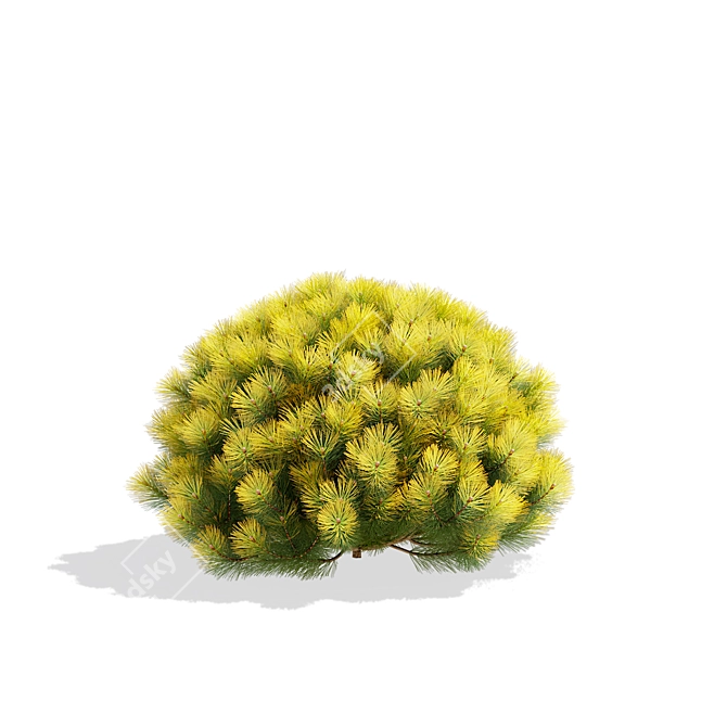 Mountain Pine Bushes 3D Models 3D model image 4