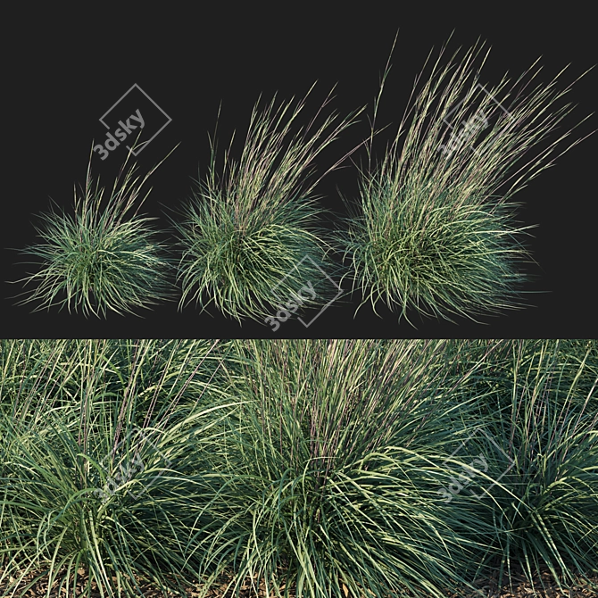 Black Mountain Bluestem 2016 Render 3D model image 1