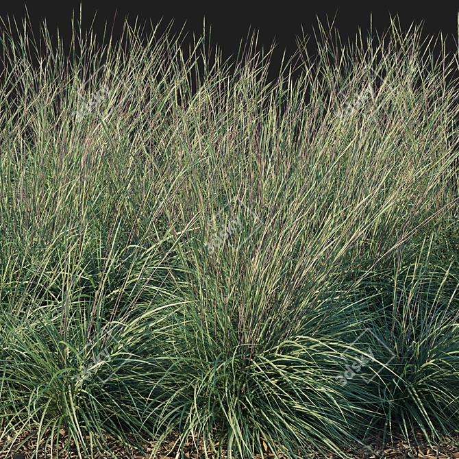 Black Mountain Bluestem 2016 Render 3D model image 2