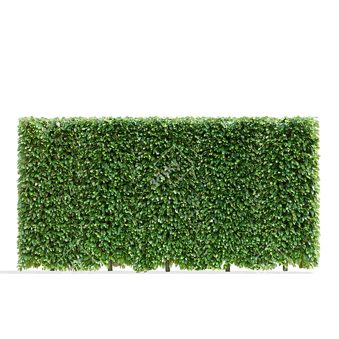 Live Beech Hedge Pack | 3D Models 3D model image 2