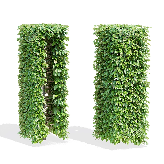 Live Beech Hedge Pack | 3D Models 3D model image 4