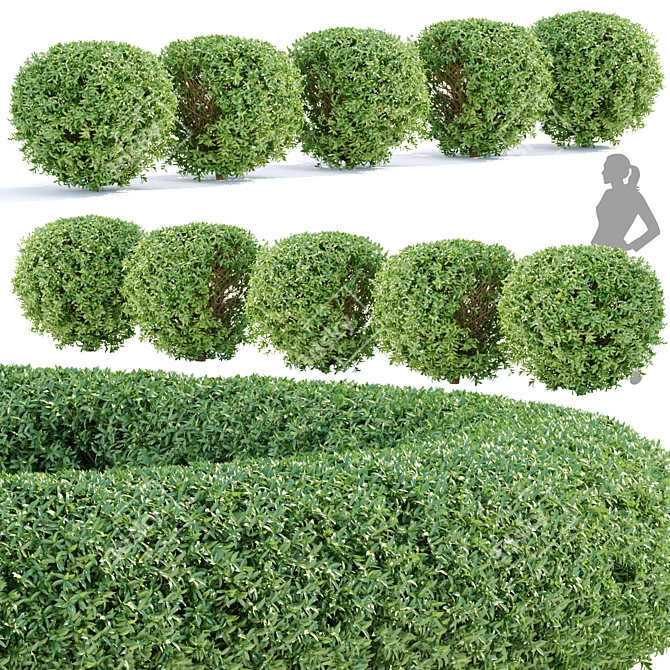 Lush Laurel Hedging Bushes 3D 3D model image 1