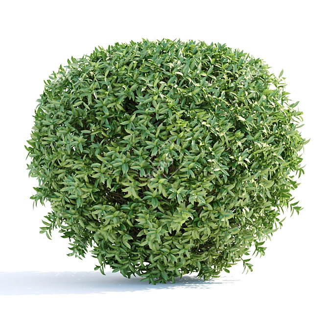 Lush Laurel Hedging Bushes 3D 3D model image 2