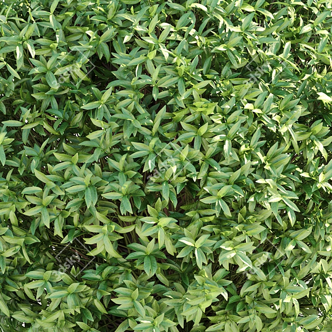 Lush Laurel Hedging Bushes 3D 3D model image 3