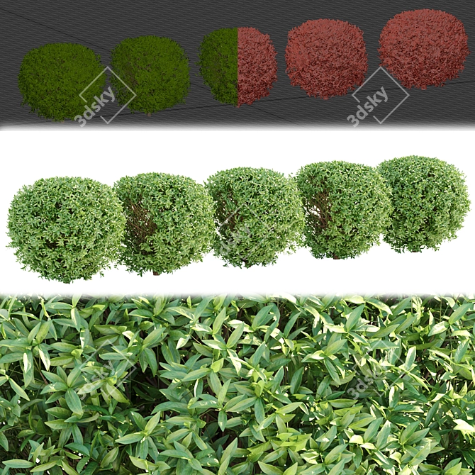 Lush Laurel Hedging Bushes 3D 3D model image 4