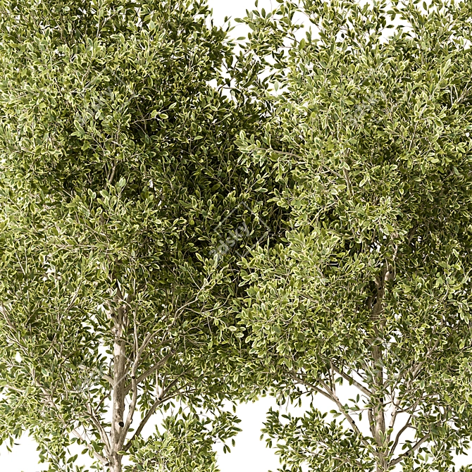 Blossom Your Garden with 474 Outdoor Plants 3D model image 3