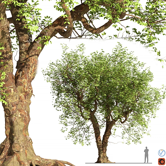 Corona Vray Tree Model 3D 3D model image 1