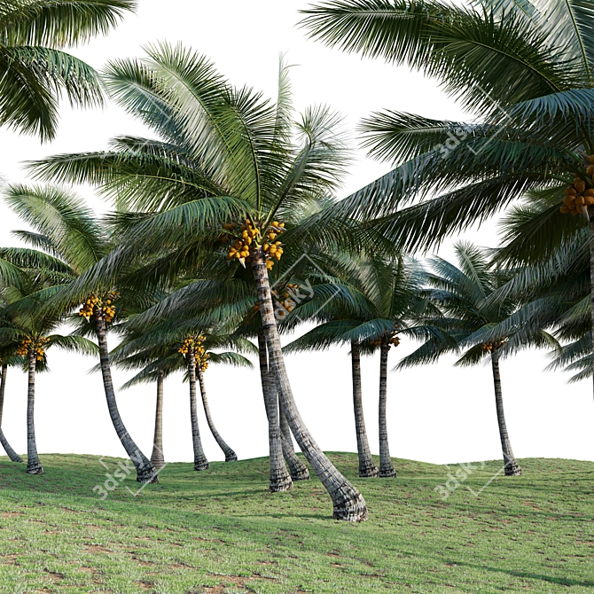 Complete 3D Coconut Plant Package 3D model image 2