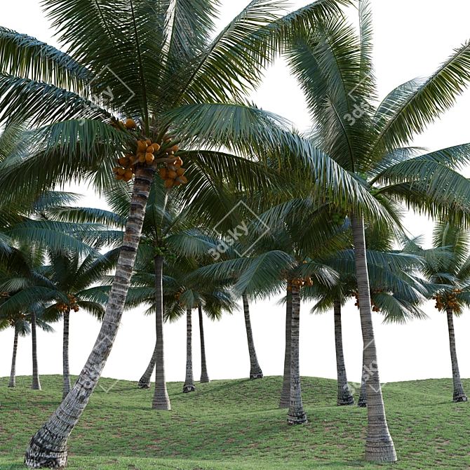 Complete 3D Coconut Plant Package 3D model image 3