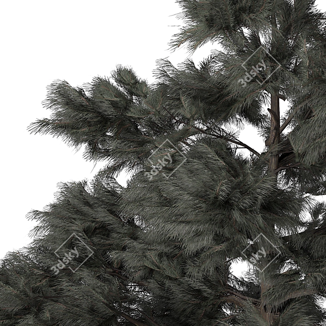 Pine Tree 3D Model polys 760K 3D model image 2