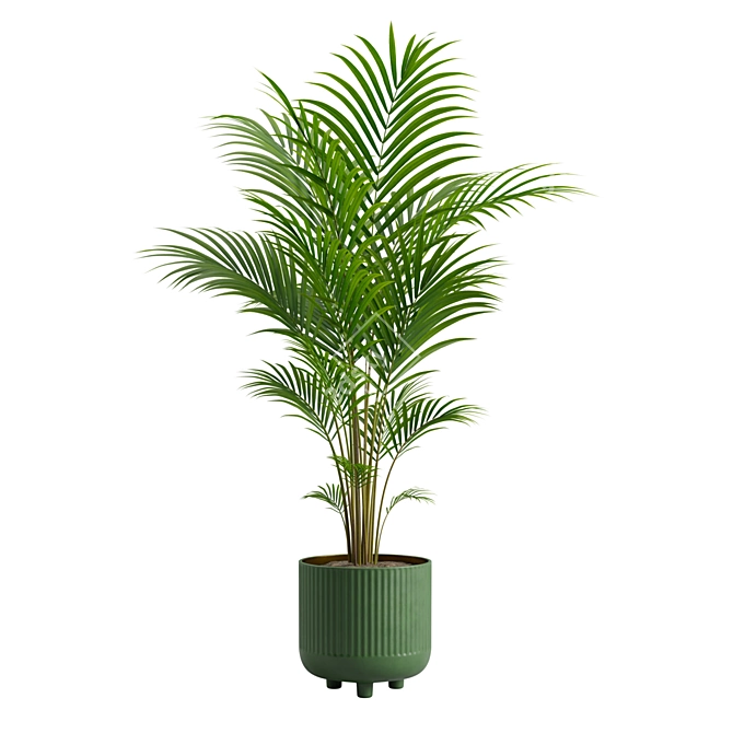 Tropical Beauty Areca Palm 3D model image 1