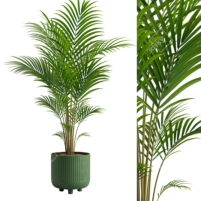 Tropical Beauty Areca Palm 3D model image 2