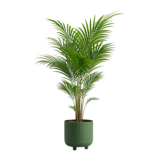 Tropical Beauty Areca Palm 3D model image 4