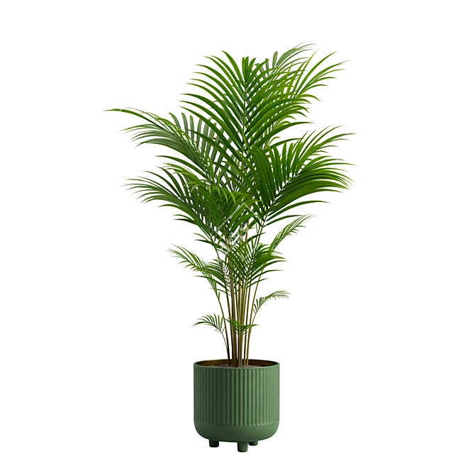 Tropical Beauty Areca Palm 3D model image 5