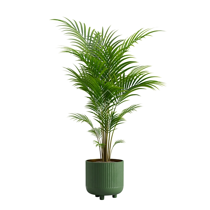 Tropical Beauty Areca Palm 3D model image 6