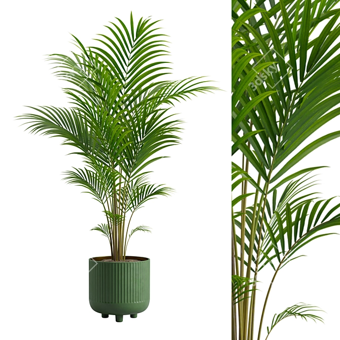 Tropical Beauty Areca Palm 3D model image 8