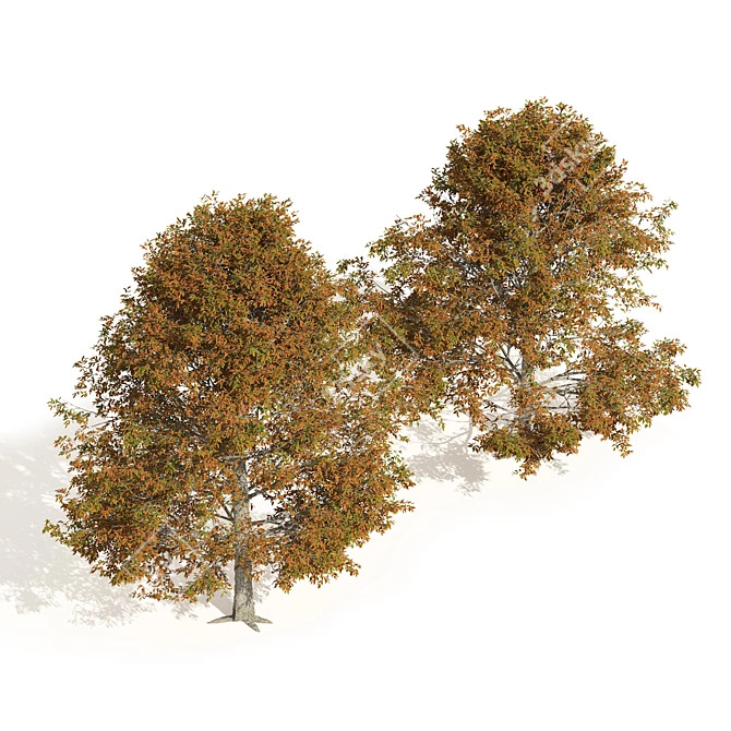 Detailed Autumn Shingle Oak Tree 3D model image 2