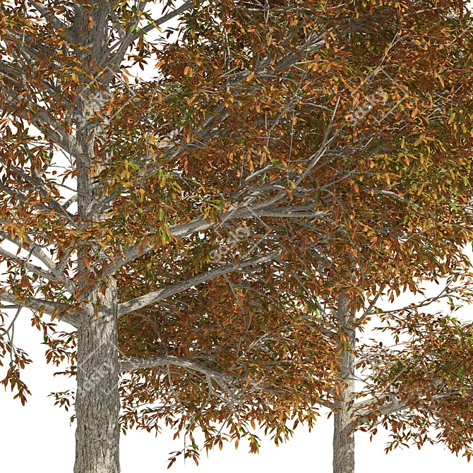 Detailed Autumn Shingle Oak Tree 3D model image 3