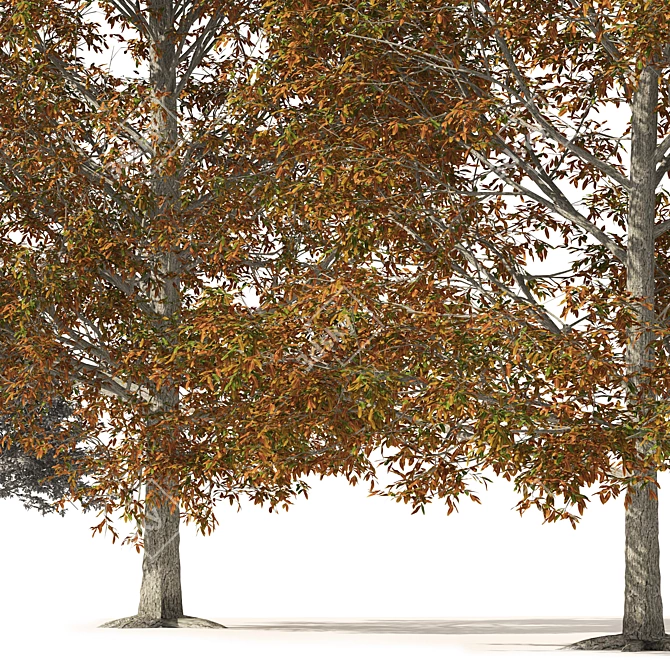 Detailed Autumn Shingle Oak Tree 3D model image 4