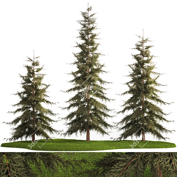 Evergreen Landscape Plant Set - 1155 3D model image 7