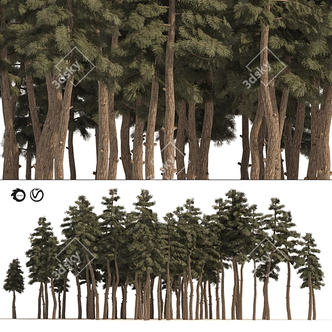 Douglas Fir Forest 3D Model 3D model image 1