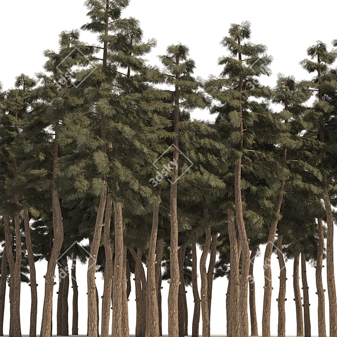 Douglas Fir Forest 3D Model 3D model image 2