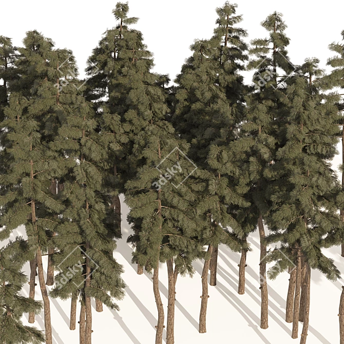 Douglas Fir Forest 3D Model 3D model image 3