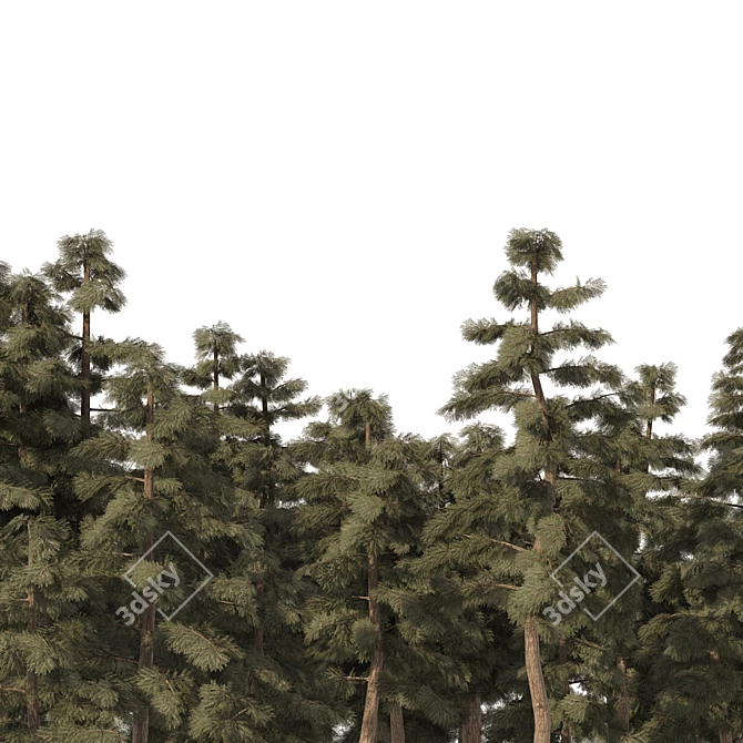 Douglas Fir Forest 3D Model 3D model image 4