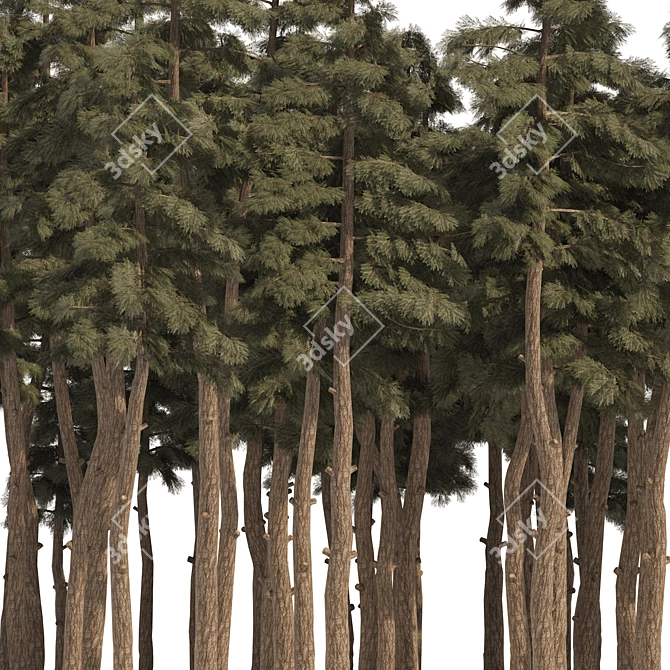 Douglas Fir Forest 3D Model 3D model image 5