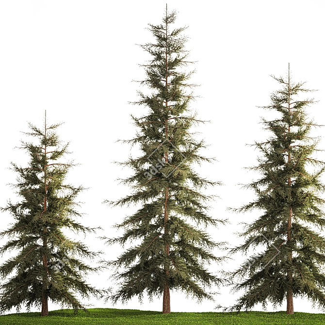 Evergreen Trees Collection for Landscape Design 3D model image 2