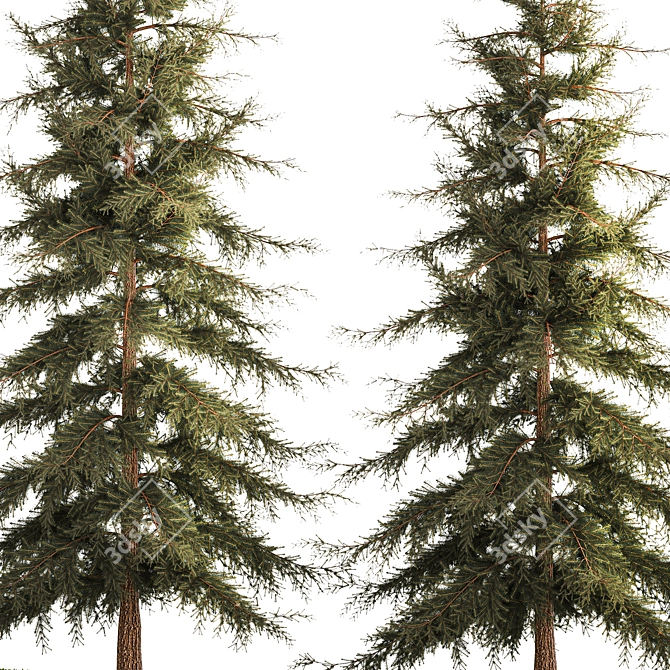 Evergreen Trees Collection for Landscape Design 3D model image 5