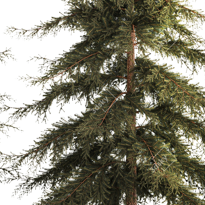 Evergreen Trees Collection for Landscape Design 3D model image 6