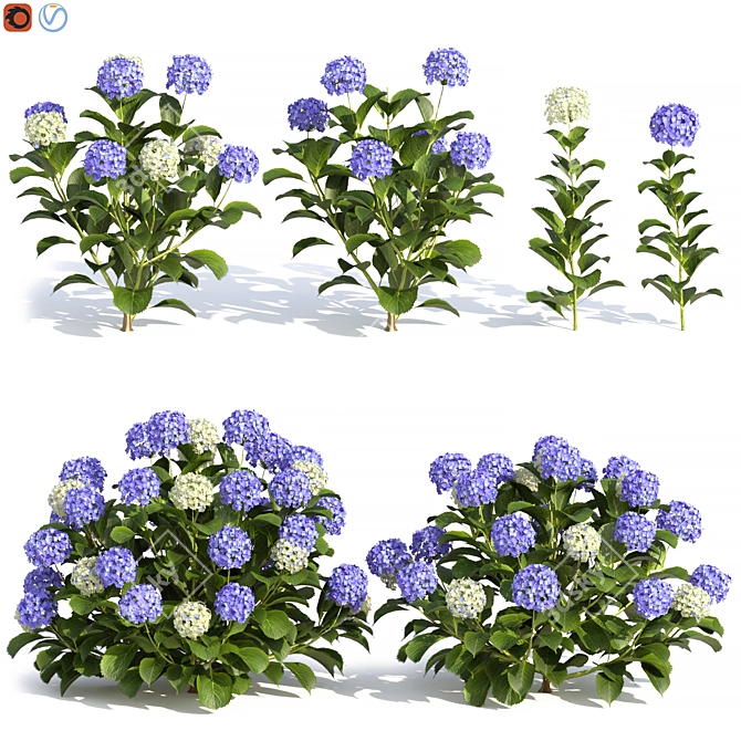 Russian Hydrangea Flowers Bouquet 3D model image 1