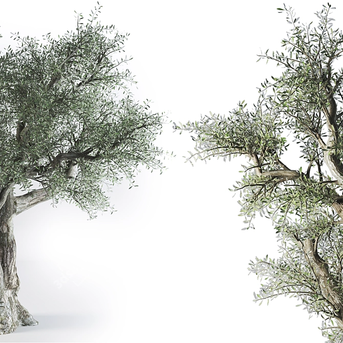 VRay Olive Tree 3D Model 3D model image 2