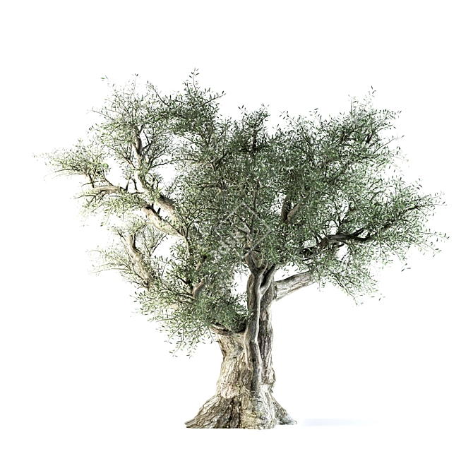 VRay Olive Tree 3D Model 3D model image 5