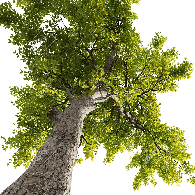 Ash Tree 01 3D Models 3D model image 3