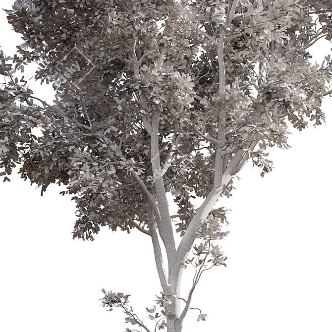 Ash Tree 01 3D Models 3D model image 6