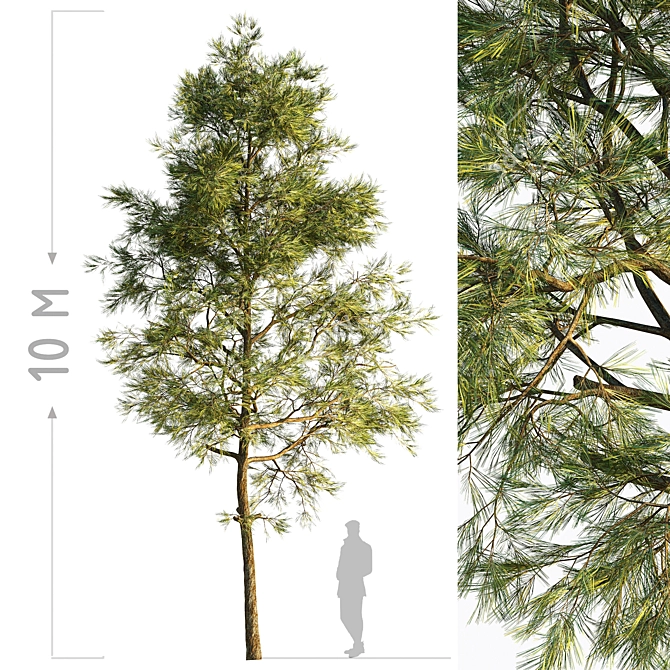 Corona Pine Tree Model 3D model image 3