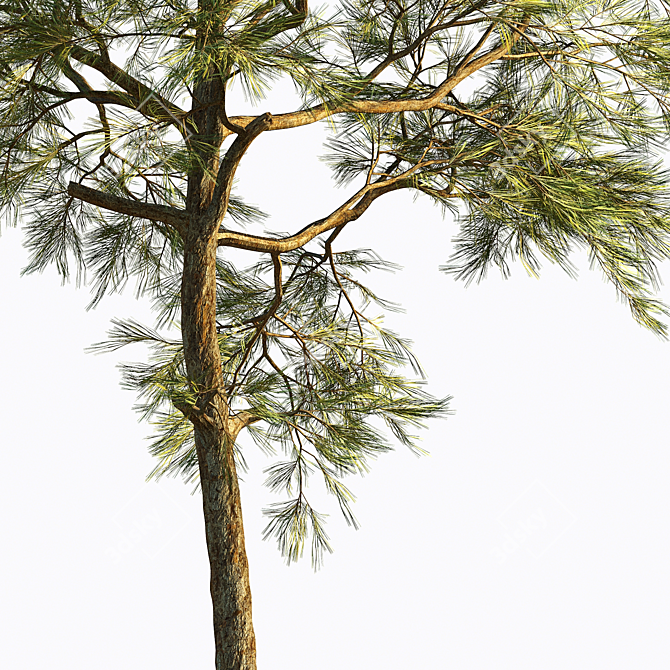 Corona Pine Tree Model 3D model image 5