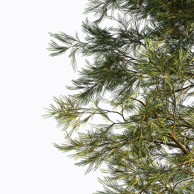 Corona Pine Tree Model 3D model image 1