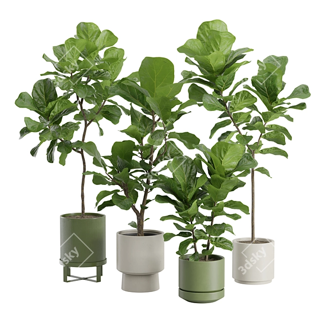 Elegant Ficus Lyrata Fig Tree 3D model image 1