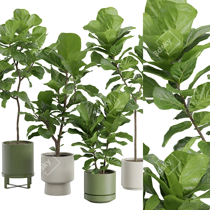 Elegant Ficus Lyrata Fig Tree 3D model image 2